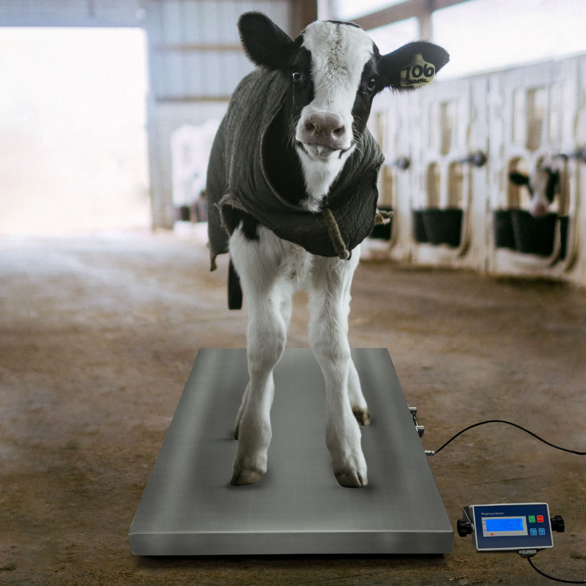 Balanza Veterinaria 60cm x 90cm