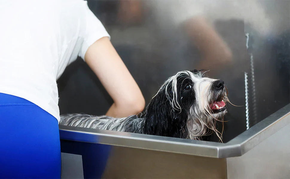 Perro de pelaje negro y blanco en una estación de baño profesional, con una persona lavándolo en un ambiente brillante y limpio
