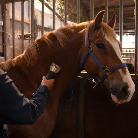 Caballo castaño con crin brillante siendo cortado con una máquina de afeitar, en un establo con luz suave y ambiente tranquilo