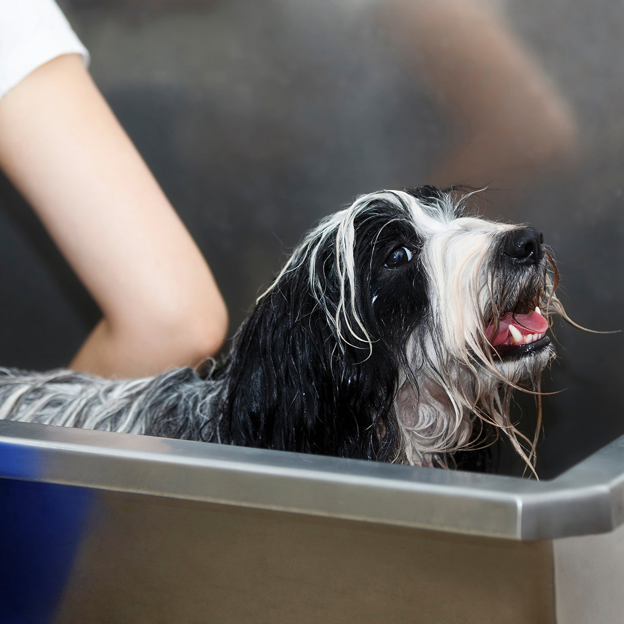 Bañera Peluquería Canina de Acero Inoxidable | 600 mm