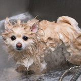 Aseo para Perros Baño para Mascotas de Acero inoxidable de 400 mm